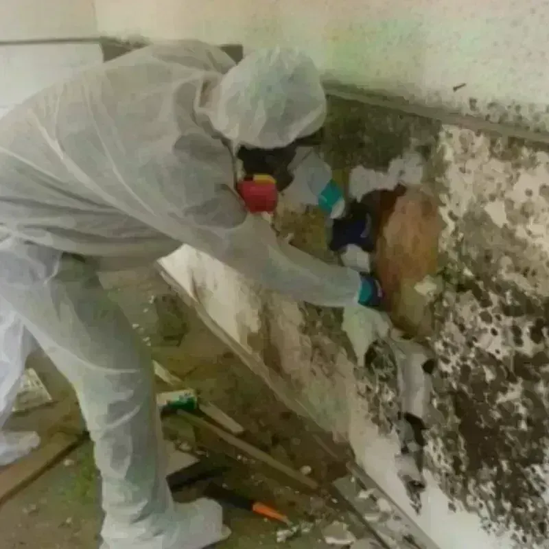 Mold Remediation and Removal in University Heights, IA